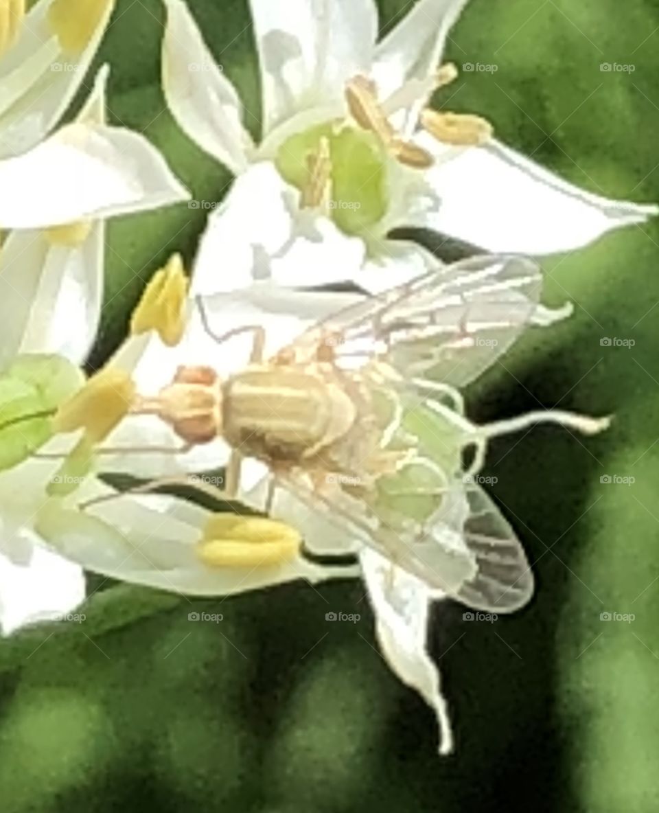 Albino fruit fly