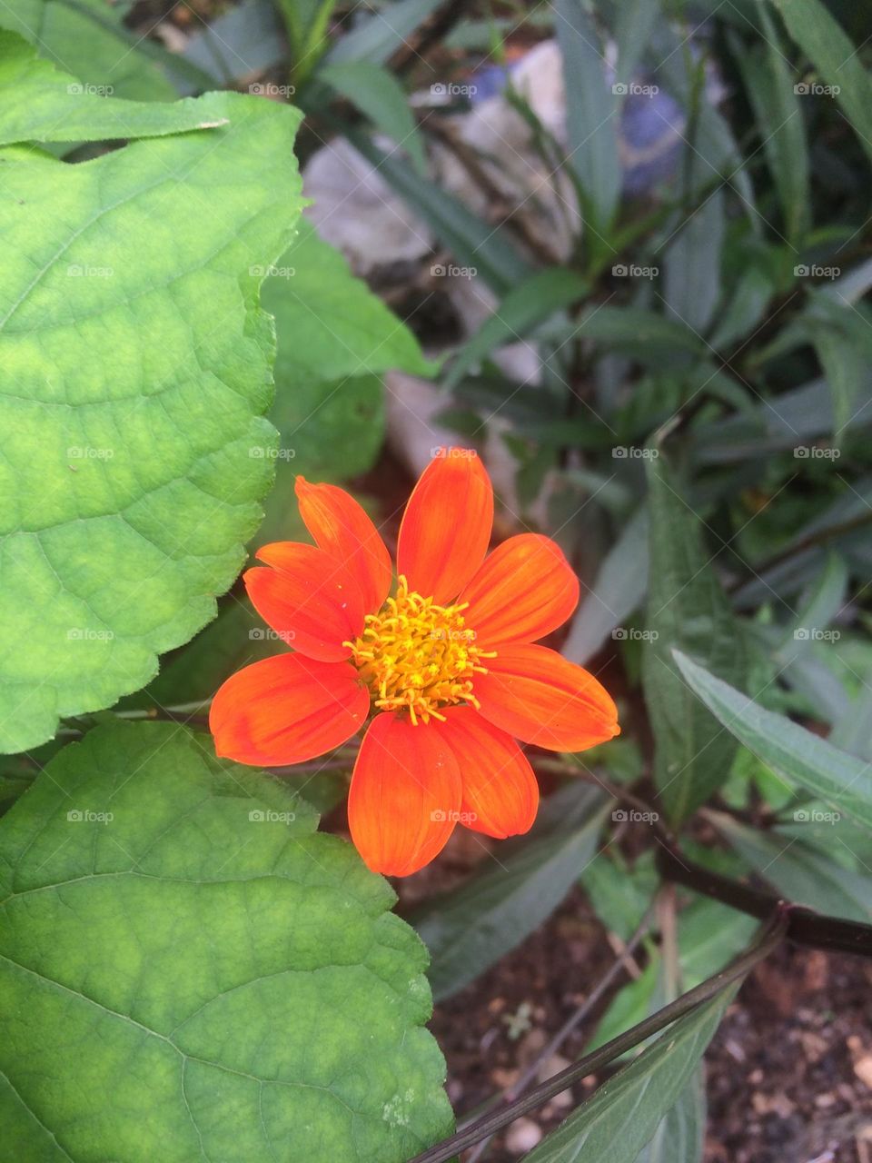 Orange & Yellow Bloom