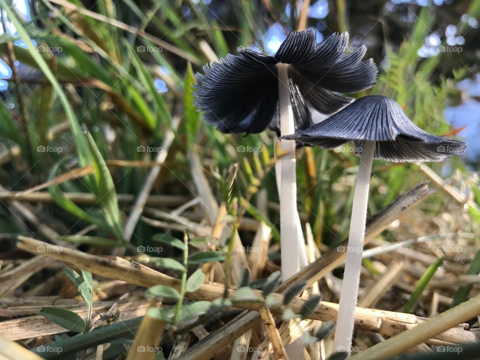 Inky Cap Mushroom growing wild in the Pacific Northwest. 