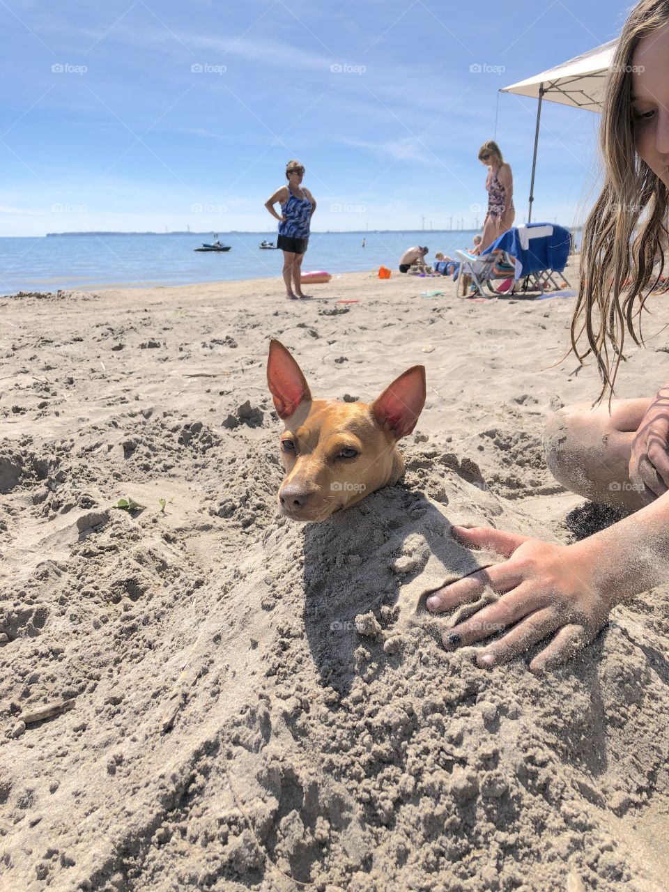 Dog buried in the sand to stay cool 