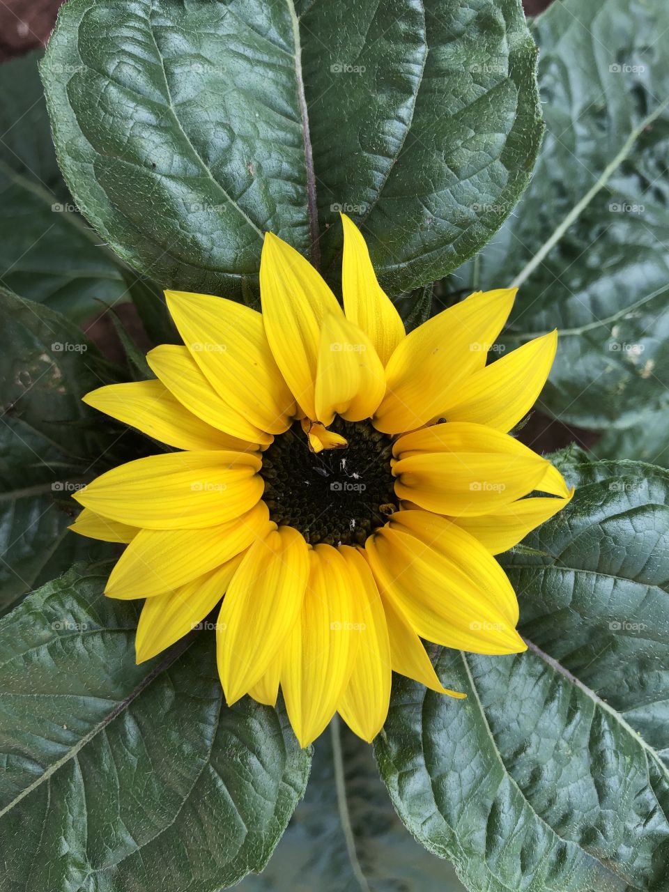 We welcomed a new addition to our garden today, a very very lovely “sunflower.”