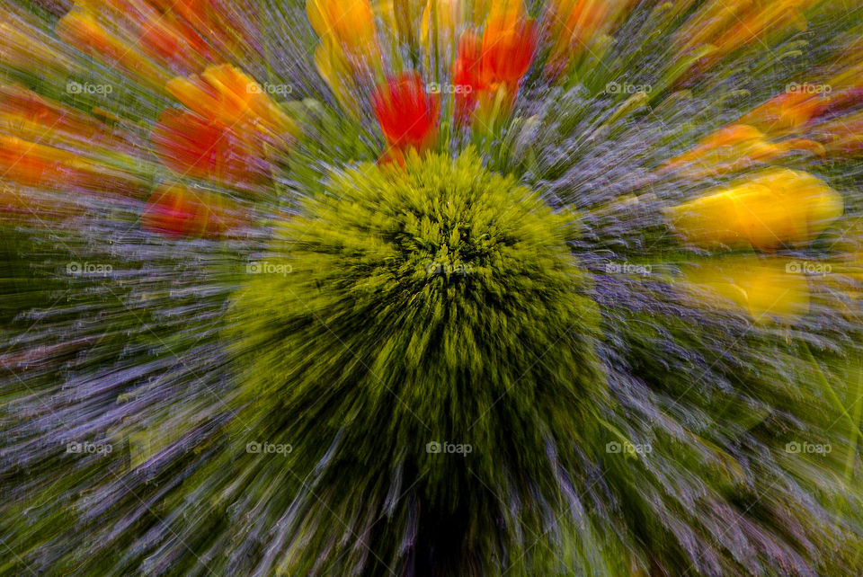 Zooming. Explosion of greens