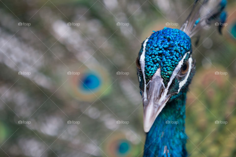 Bird, Peacock, Feather, Wildlife, Peafowl