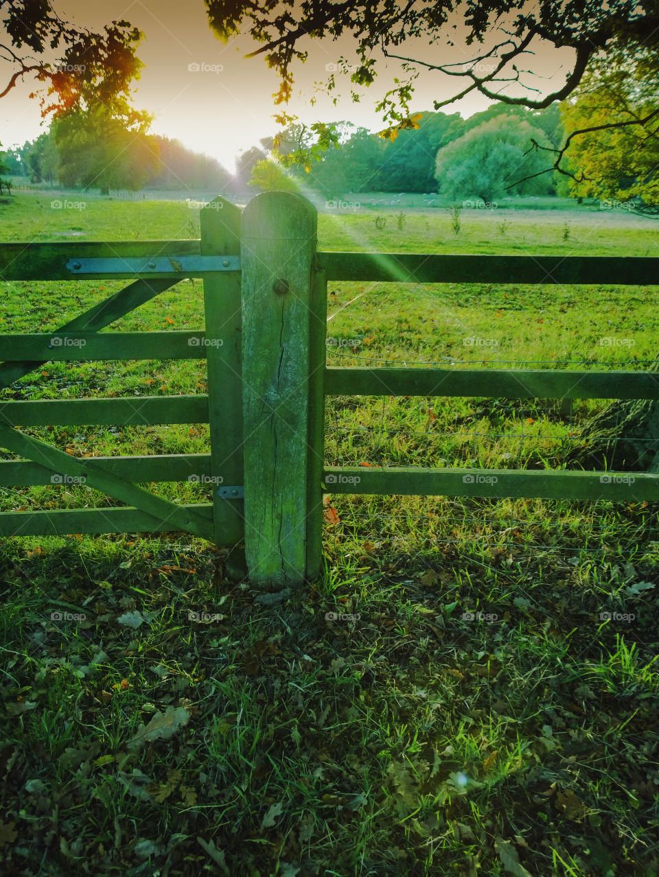 Countryside. Field