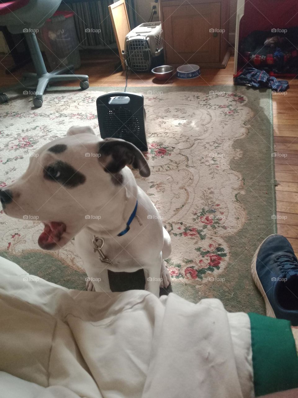 Blue Bell having a conversation with Me! 😂