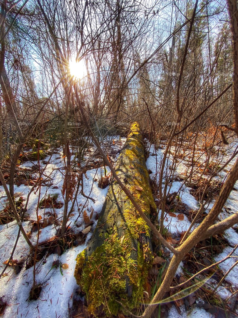 Mossy log in a snowy forest 