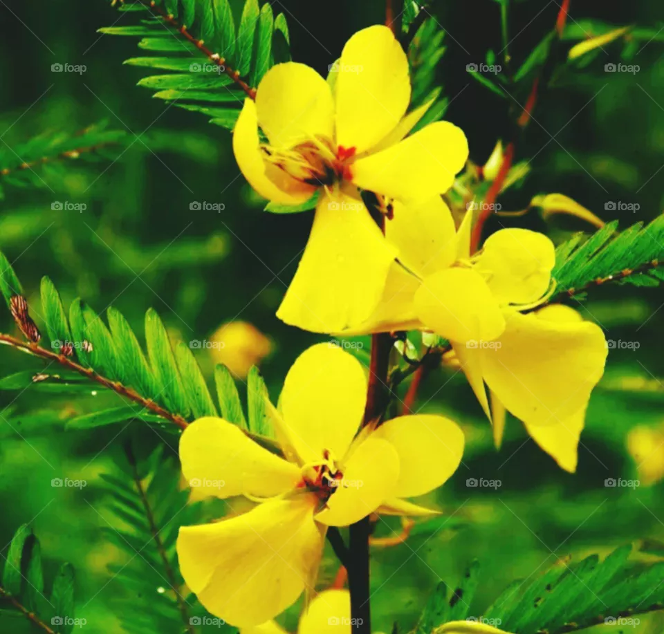 flowers