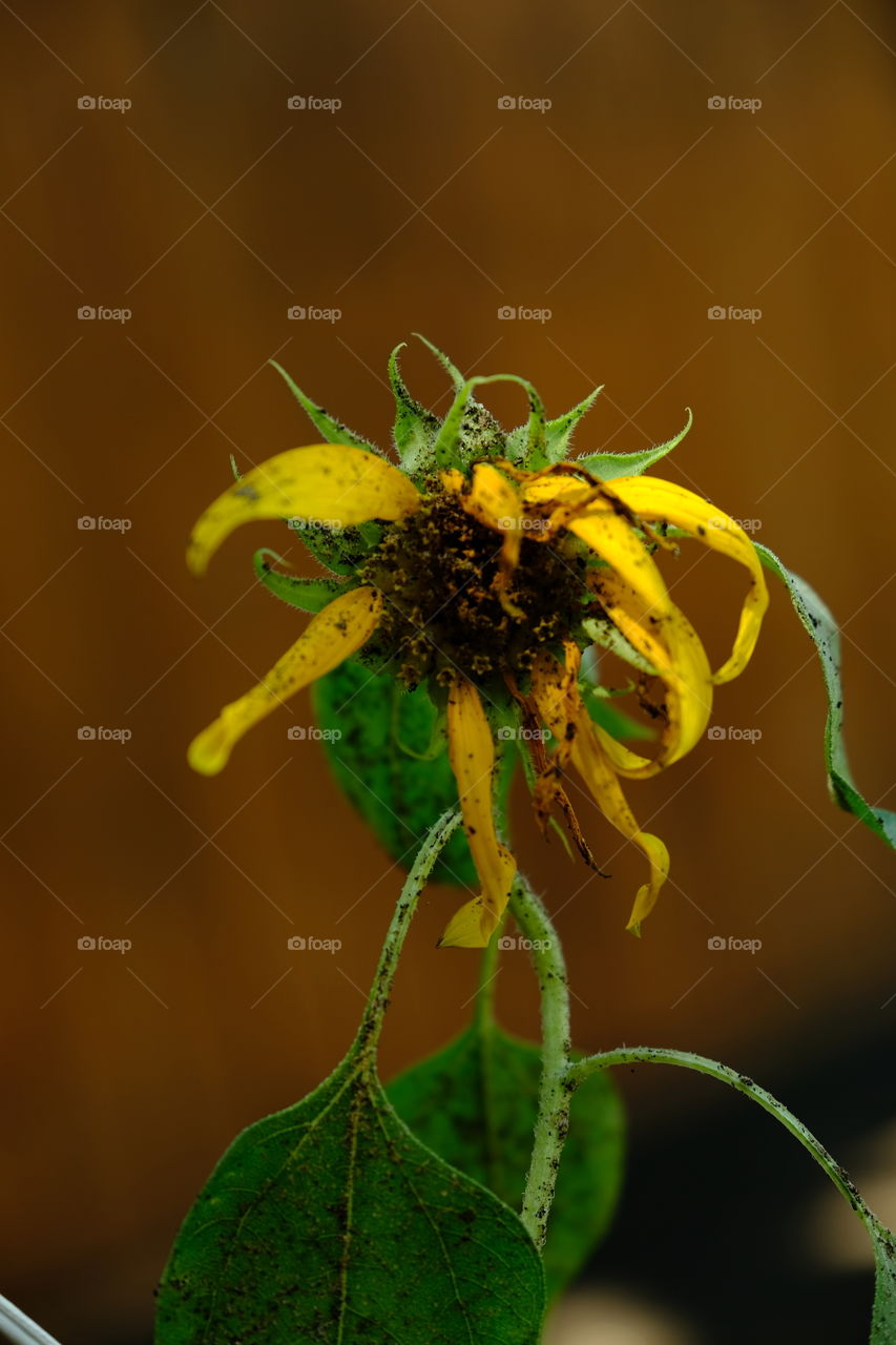 Sadness
Sunflower