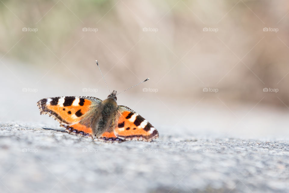 Butterfly on the ground, composition 