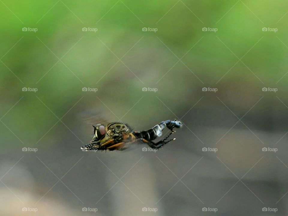 Flying Robberfly..
Asilidae