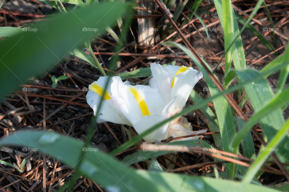 Three beautiful flowers on the forest floor