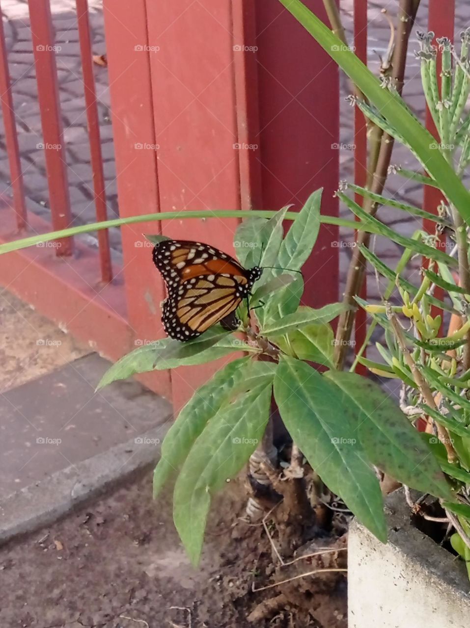 beautiful butterfly - linda mariposa