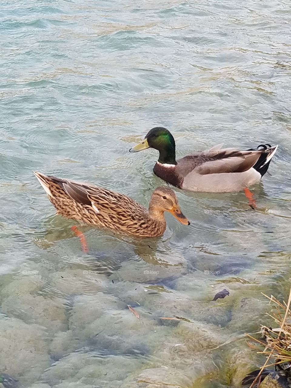 Duck, Water, Bird, No Person, Nature