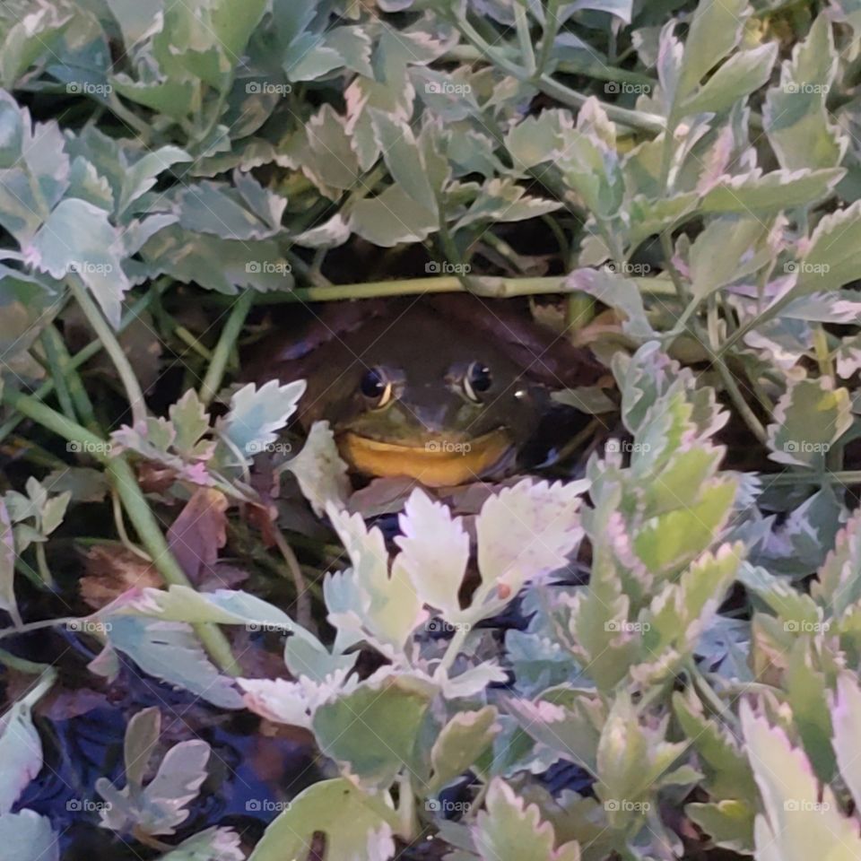 Male green frog sings hidden among the bushes at dusk to claim his sleeping spot