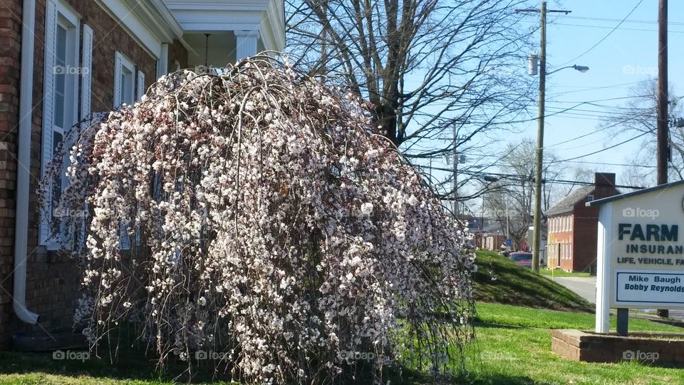 Tree, Flower, Garden, Season, Flora