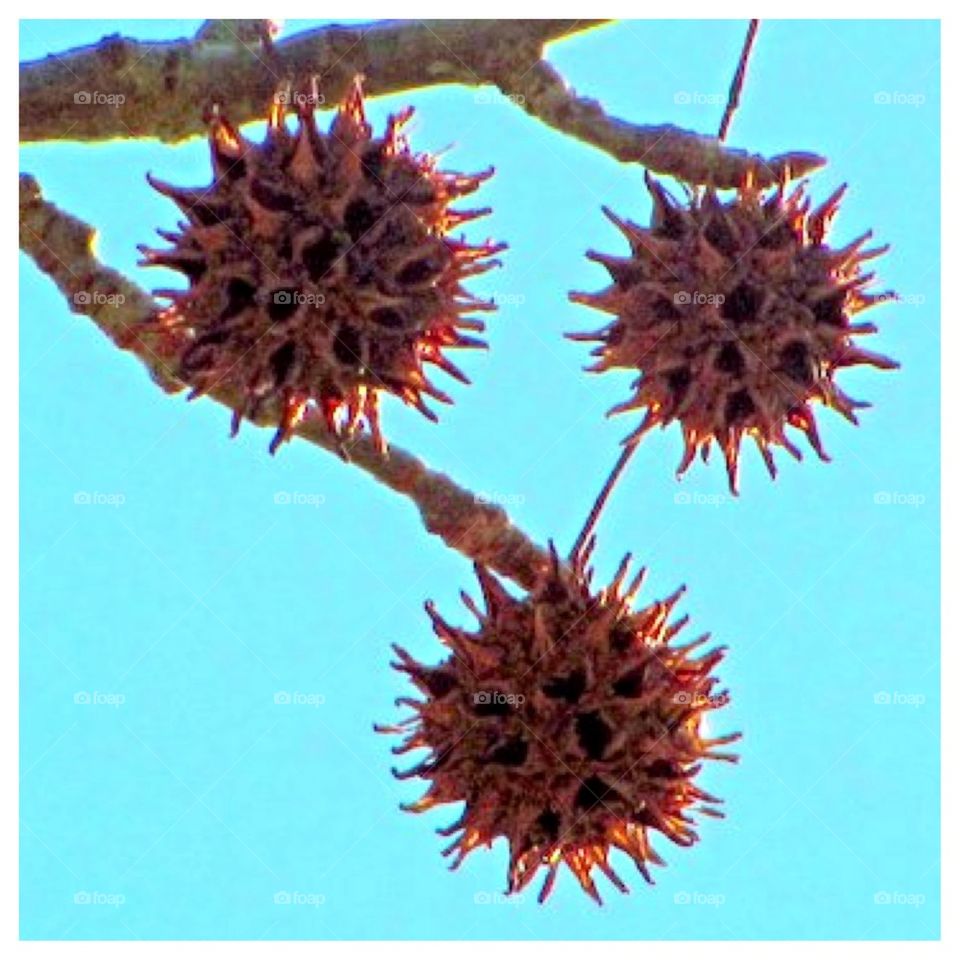 Sweetgum pods