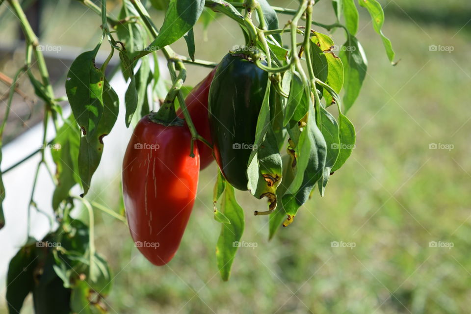 Red Hot Pepper