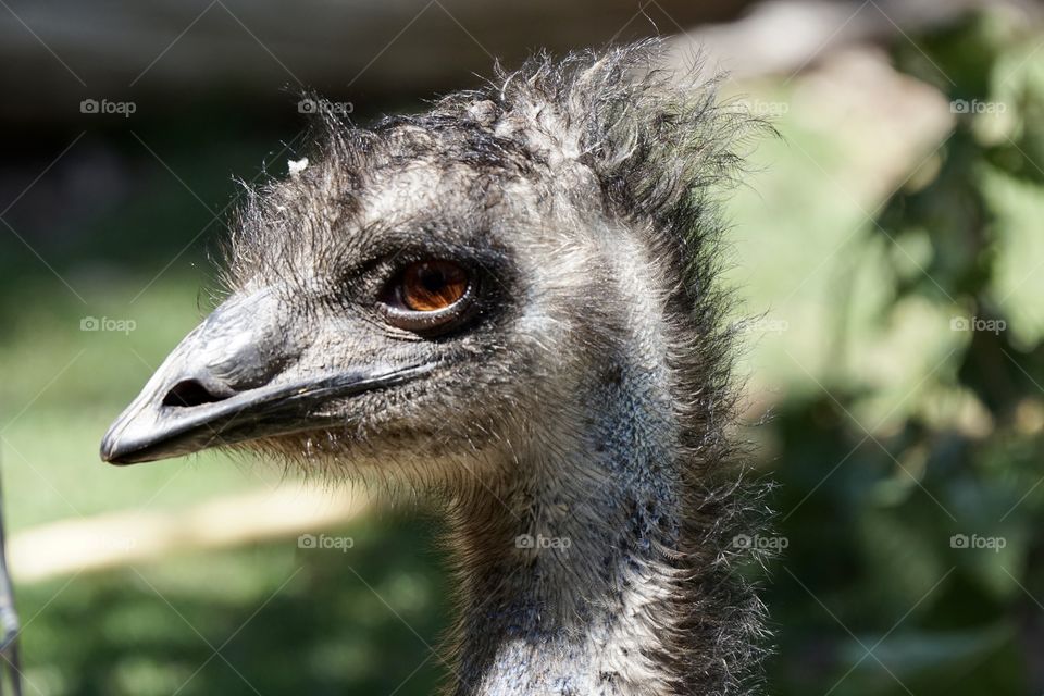 Emu close up