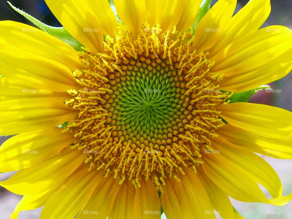 High angle view of sunflower
