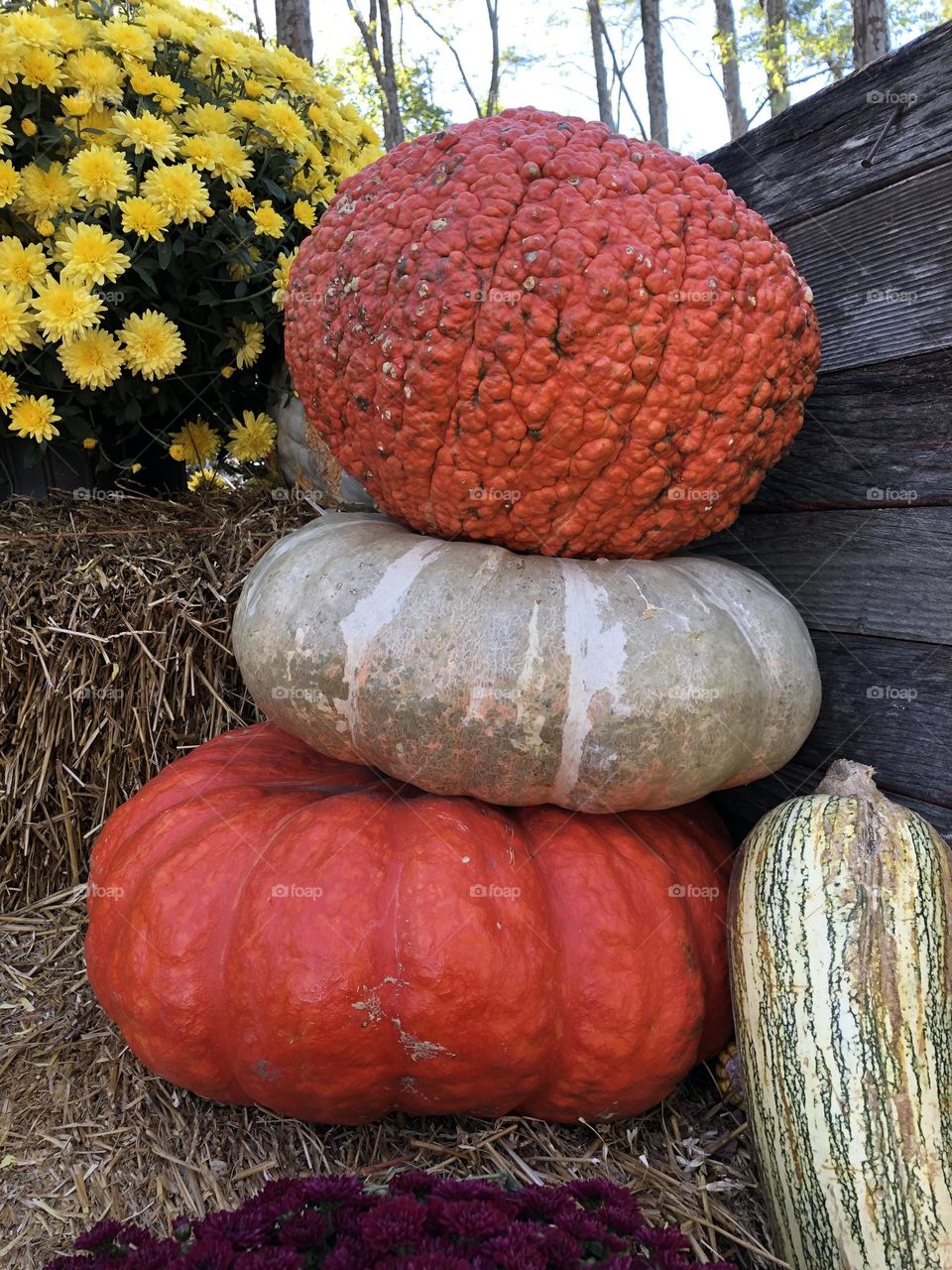 Fall Pumpkins 