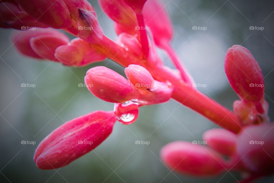Falling raindrop on flower