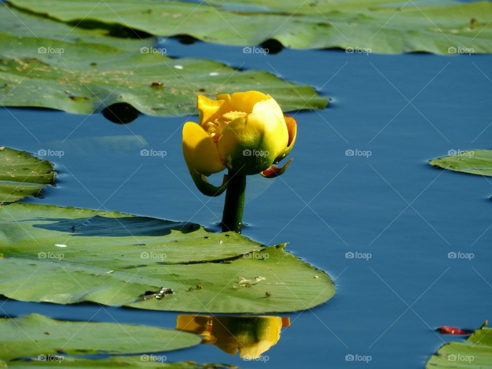 Yellow water lily