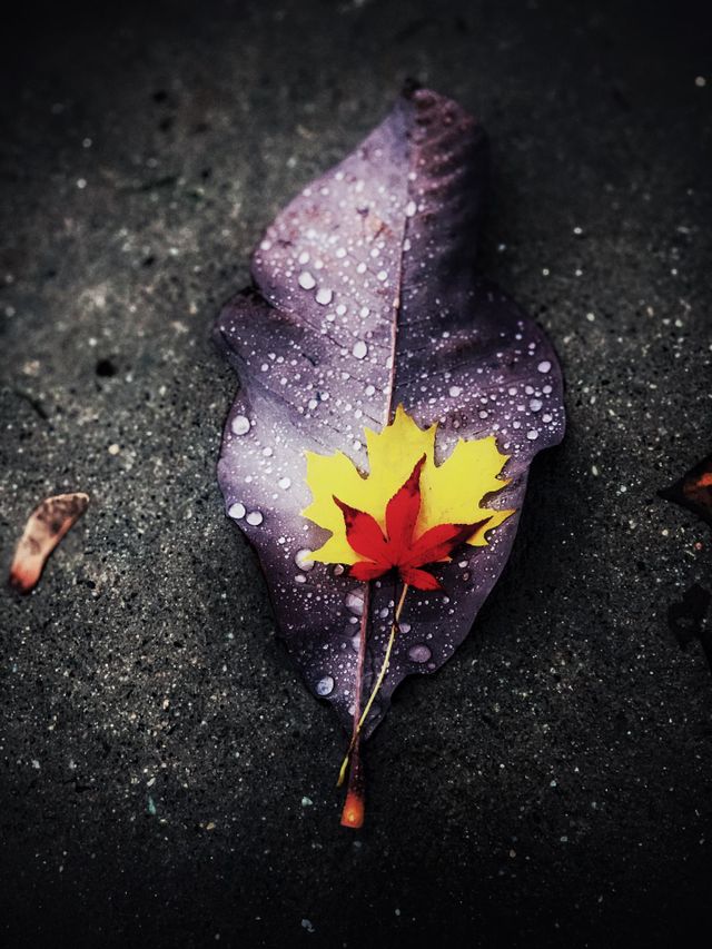 Autumn leaves