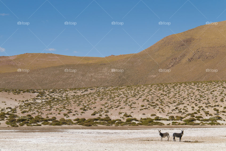 Atacama Desert in Chile.