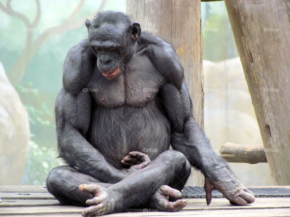 Bonobo, thinking. 