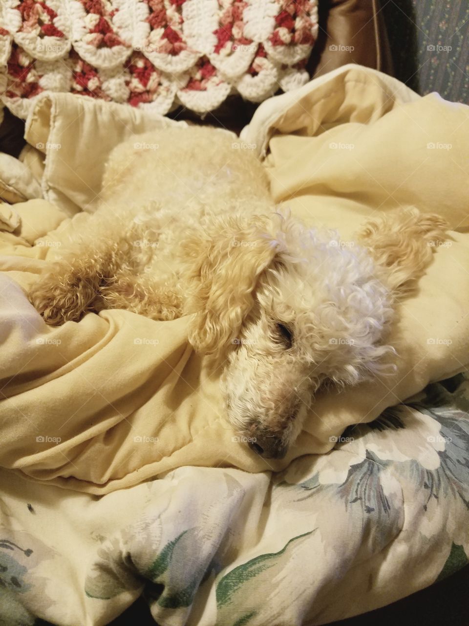 Poodle sleeping on blanket on chair.