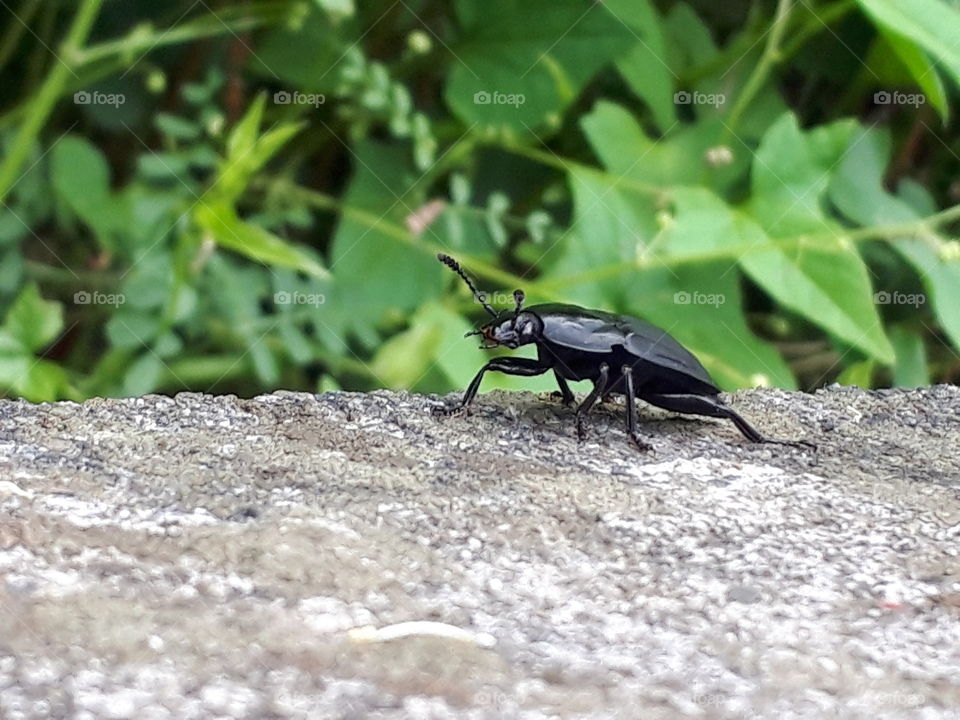 black bug