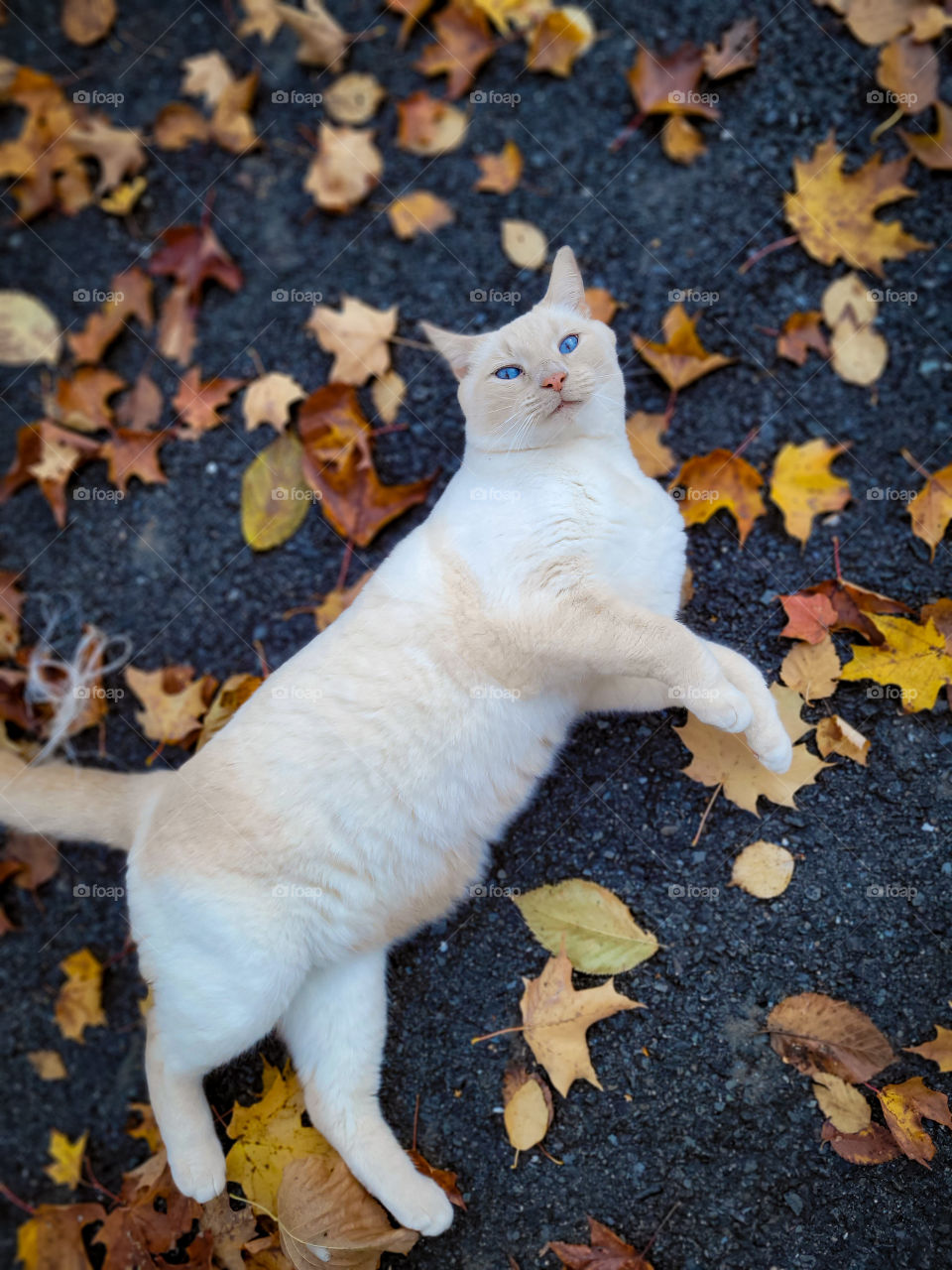 White cat with blue eyes laying among autumn leaves