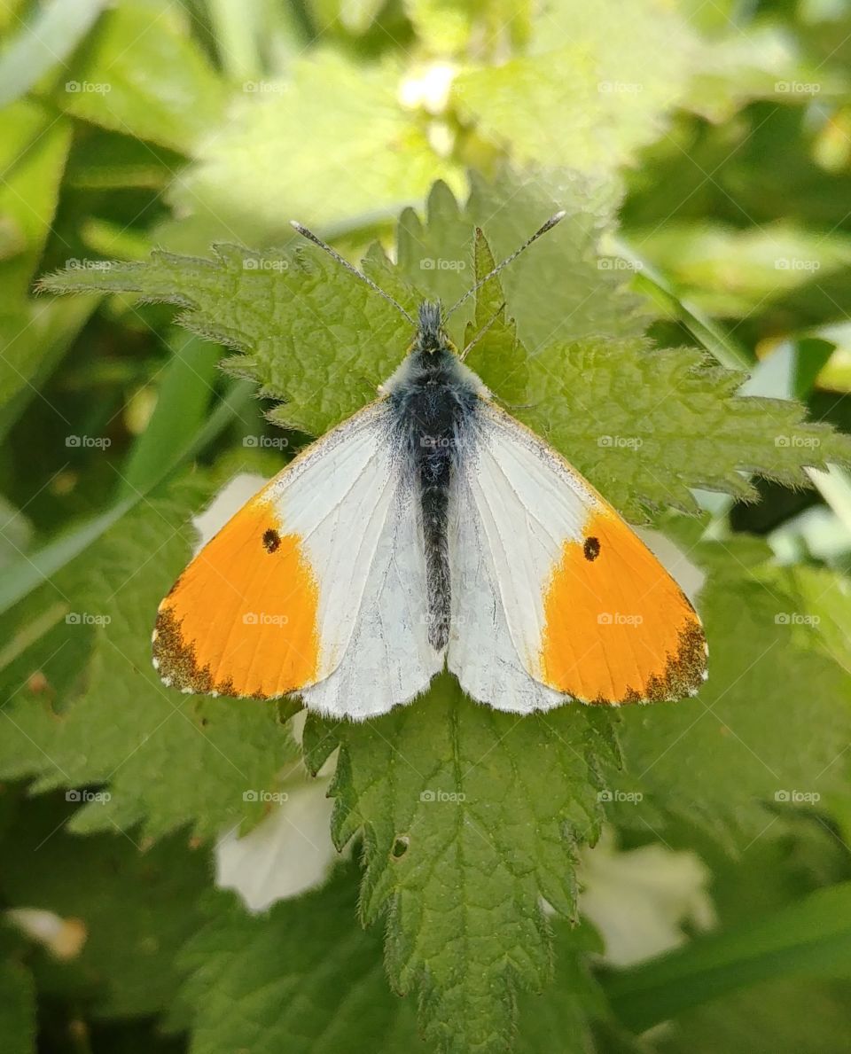 Schmetterling butterfly sommer weiss orange grün taubnessel insekt bunt