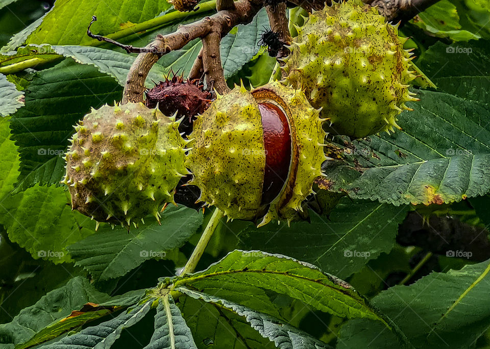 Chestnuts. The autumn fruits