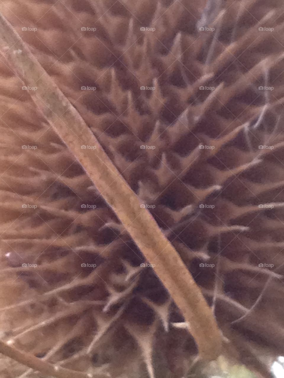 Teasel close up. I love looking closely at plants and other objects this is a teasel