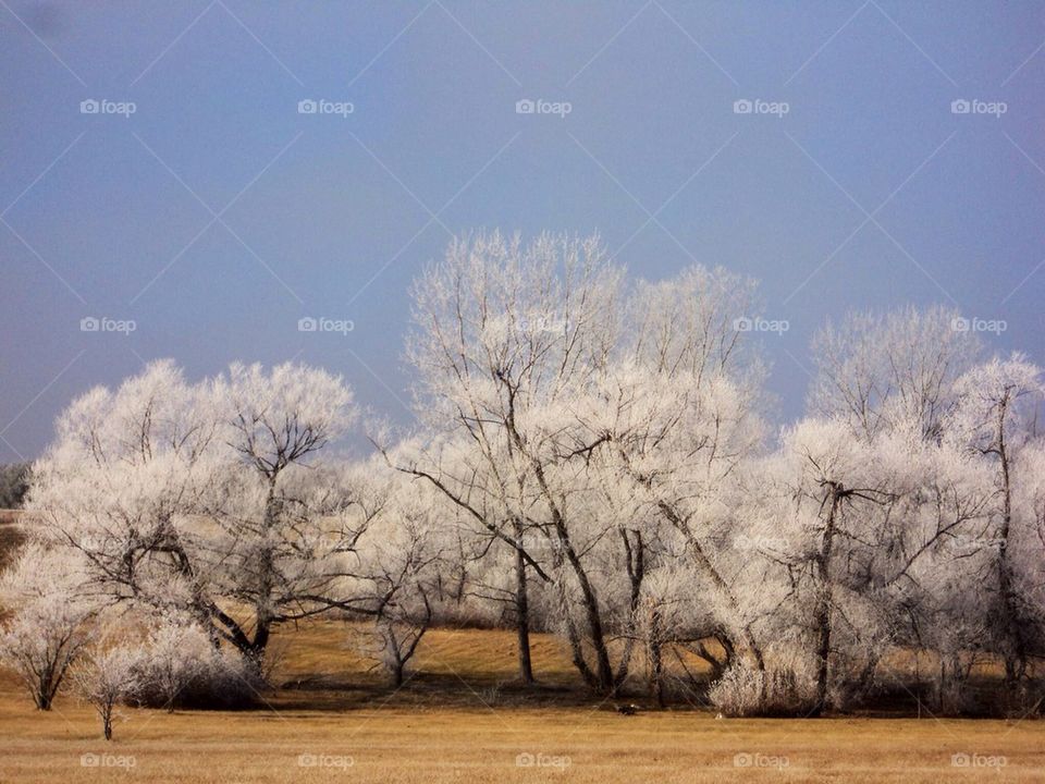 Iced Trees 