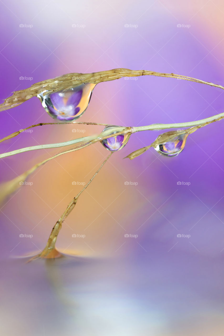 A macro portrait of a blade of grass with water droplets on it in a puddle of water with a blurred crocus flower in the background. you can see the reflection of the flower in the dewdrops hanging from the weed.