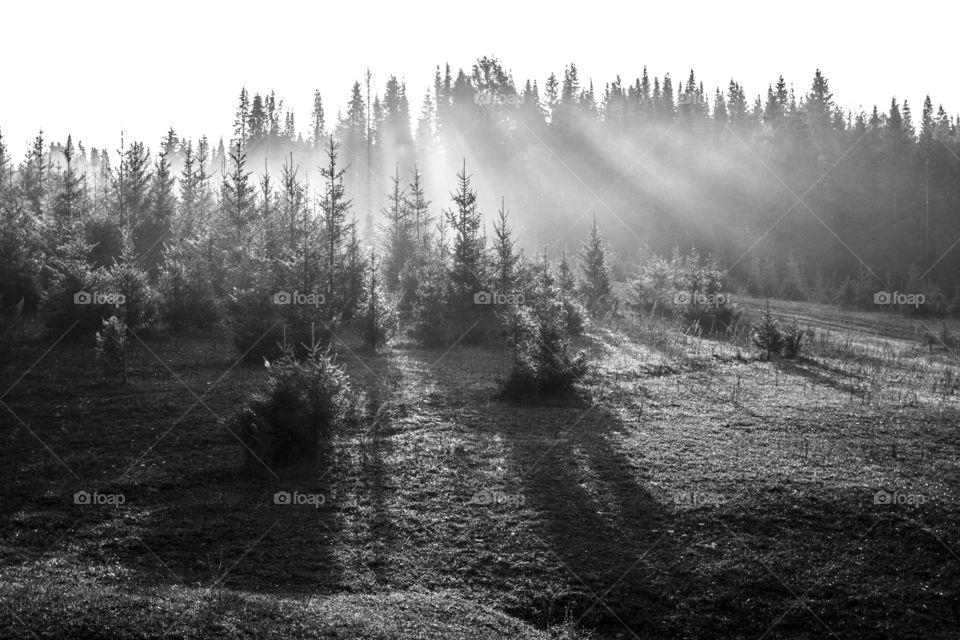 Sun in the fog forest