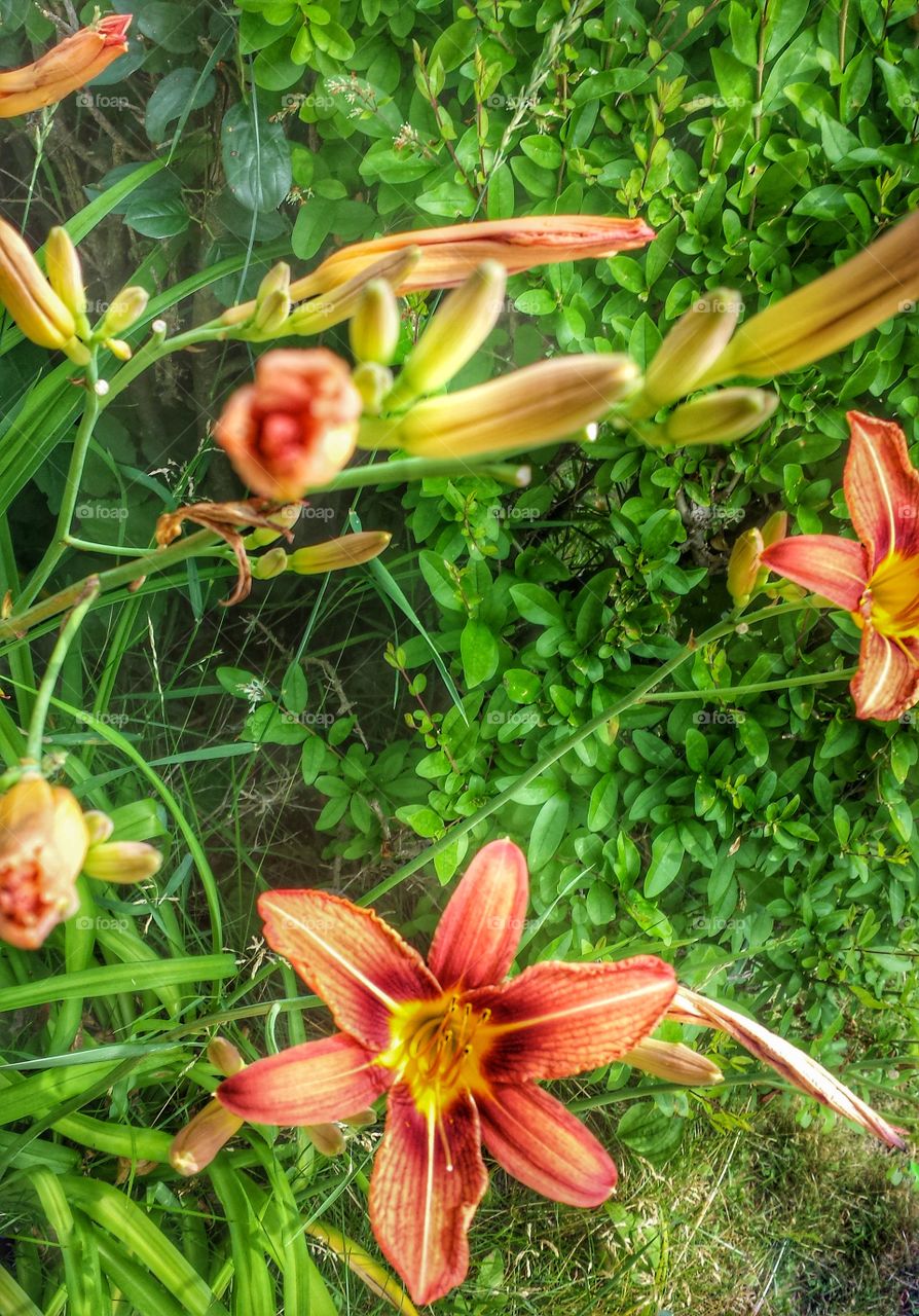 Nature. Tiger Lily