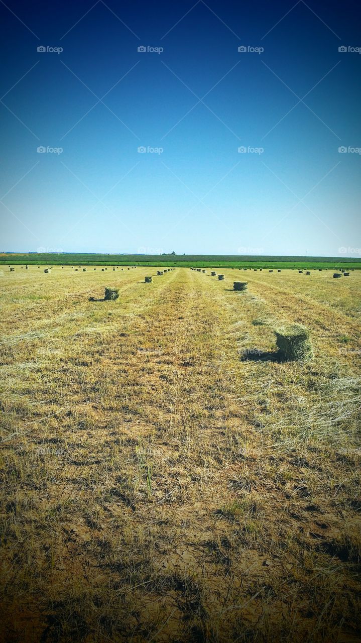First harvest. more hay being harvested