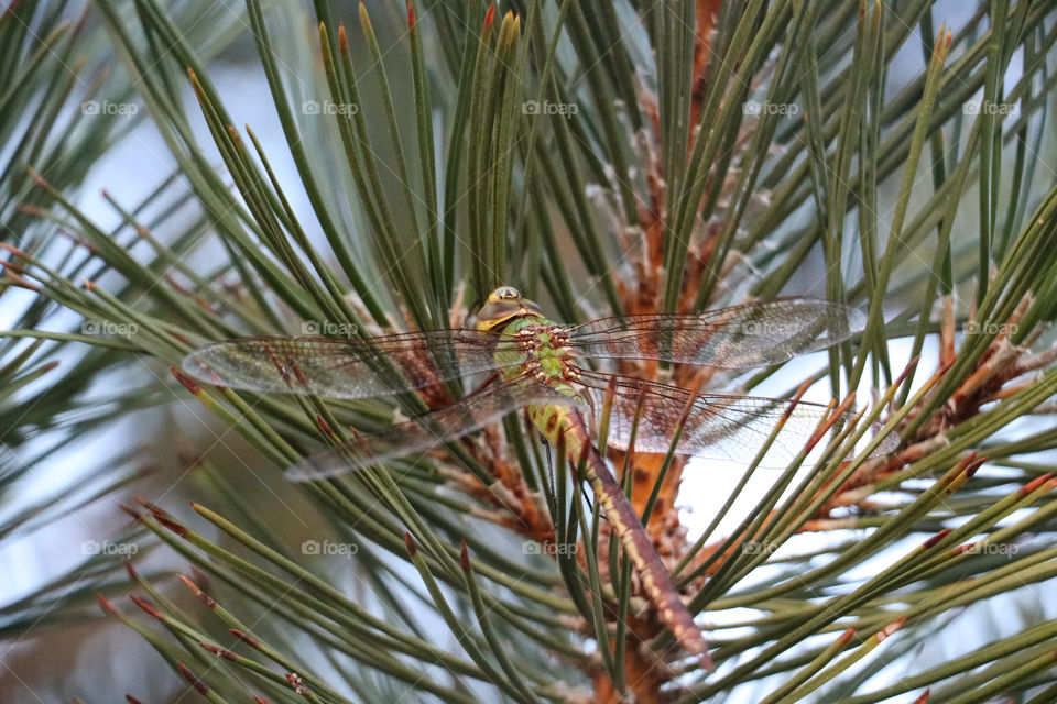 Green darner dragonfly 