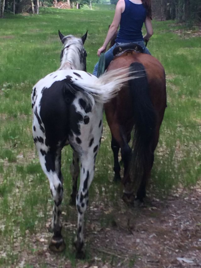 Horses Behinds