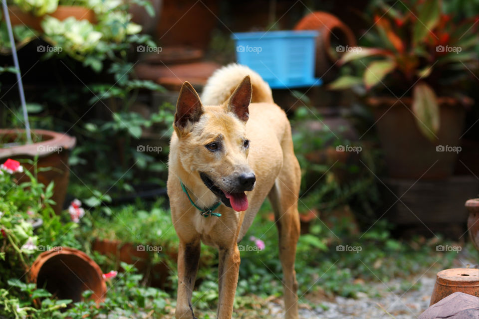 dog in garden