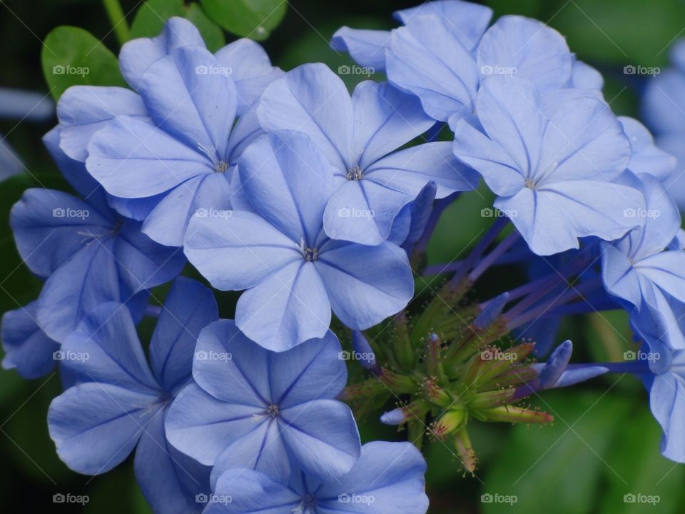 Periwinkle flowers