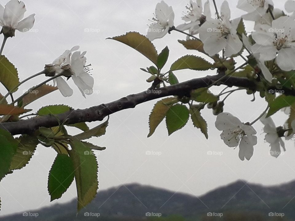 springtime in the country