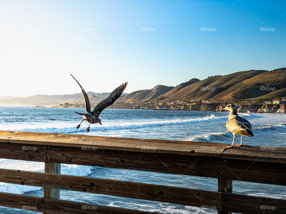 Birds on Pismo Beach pier 