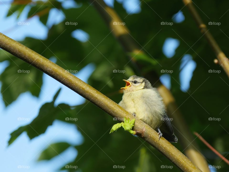 Hungry fledgling