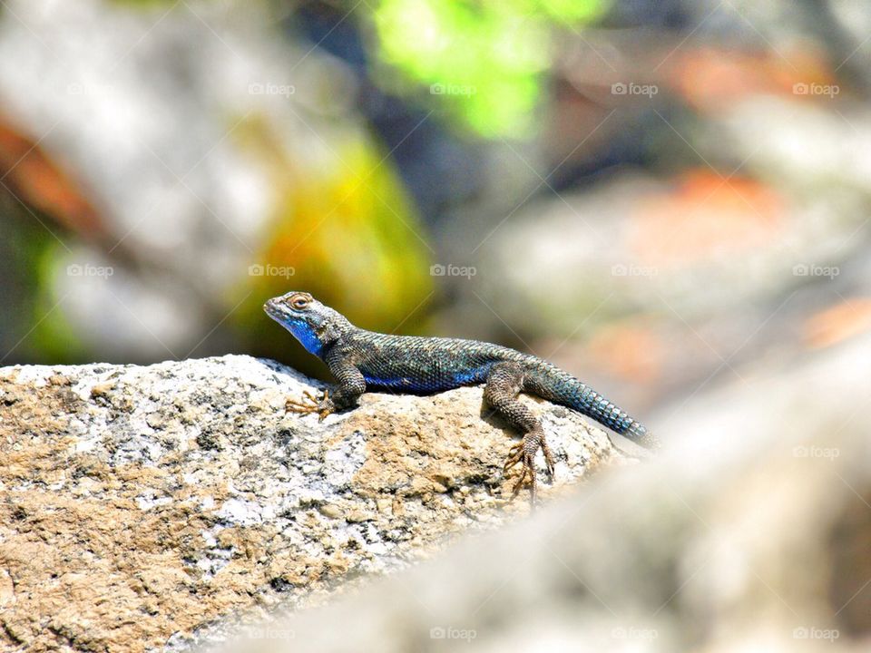 Sun bathe lizard