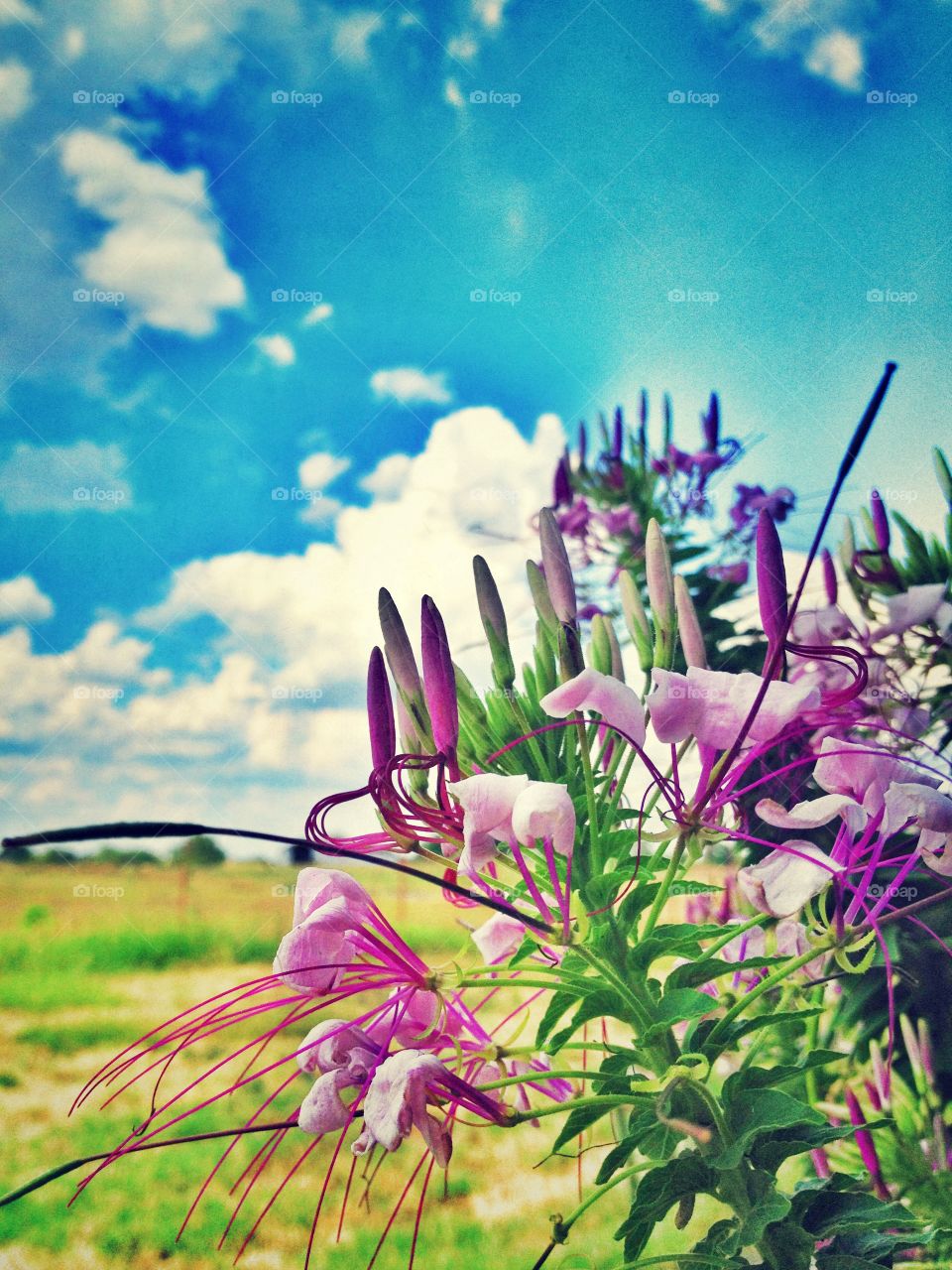 Spider Flowers (Cleome)