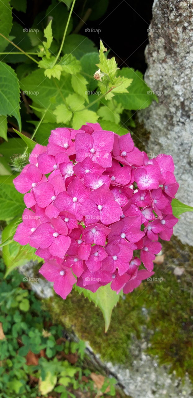 hortensia en limousin